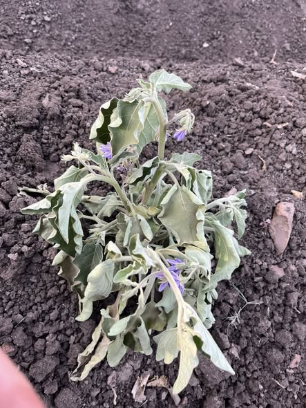 اي سبب التساقط اللي في الباذنجان دا كل يوم بيظهر تساقط ممكن اجي من الصبح للعصر القي  ظاهر تساقط جديد رغم اني مافيش اي مشكله ف الجزور فحصت الجزور مش لاقي فيها حاجه مع اني مدي منشط جزور اندول  وهيومك وفولفك وماب ومدي قبل الزراعه جنزاره